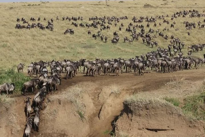 3 days masai mara-bushtroop safaris