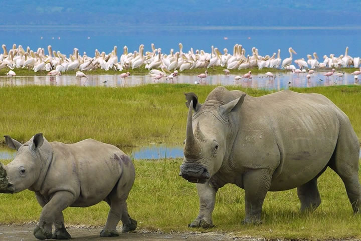 5 days Kenya safari to Lake Nakuru, Lake Naivasha & Masai Mara National Reserve