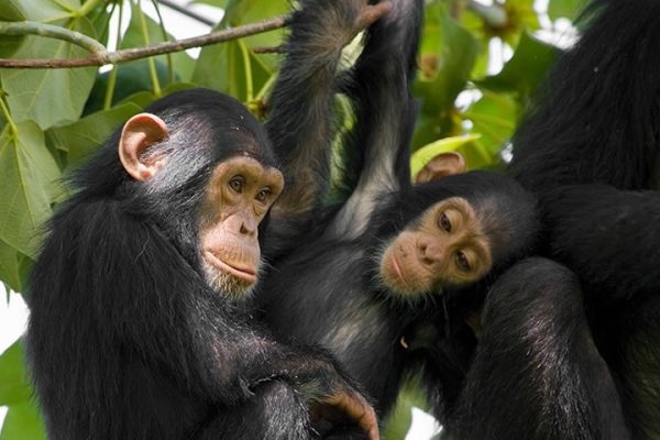 chimpanzee trekking rwanda