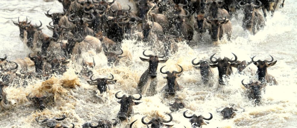 4 days masai mara migration safari