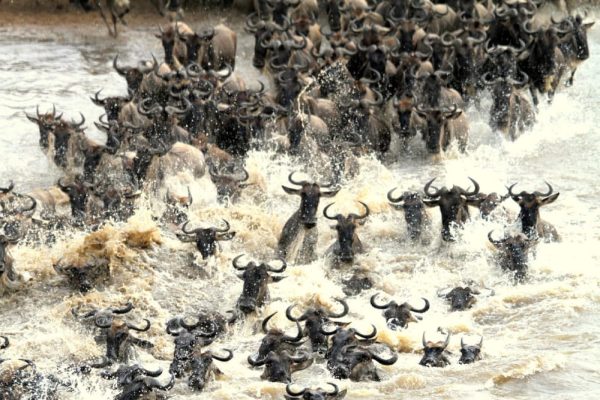 4 days masai mara migration safari