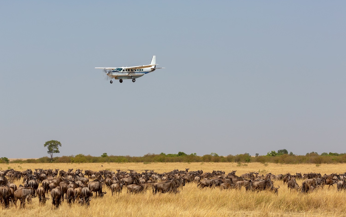 safari flying adventures