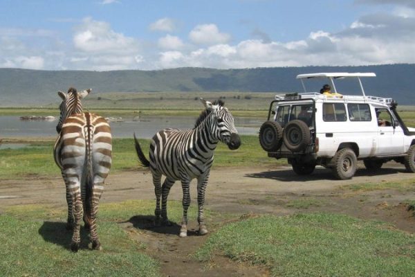 Ngorongoro-Conservation-Area wildlife