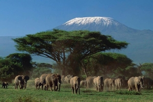 3 days Amboseli Safaris