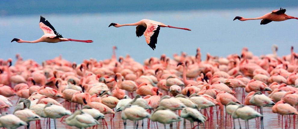 8 days Kenya birding & photography safaris