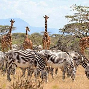 8 days Kenya family safari