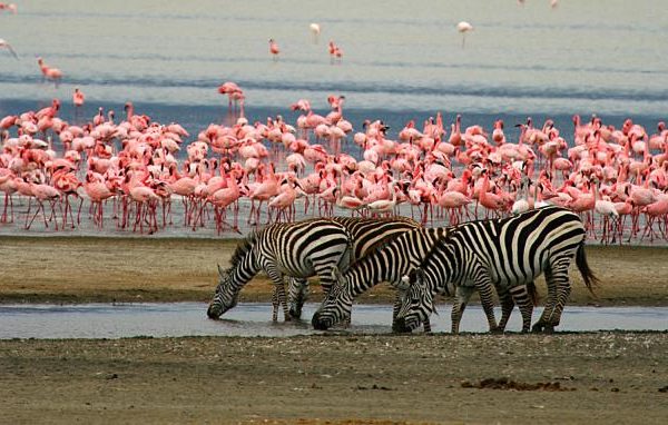 Lake_Manyara national Park