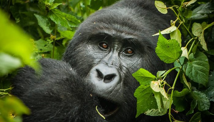 bwindi-gorilla-trek-1