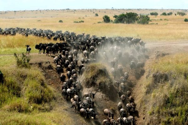 4 days wildebeest migration