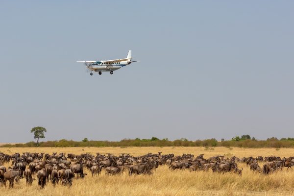 5 days fly in migration safaris