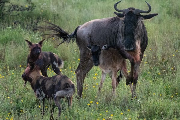 8 days ndutu migration