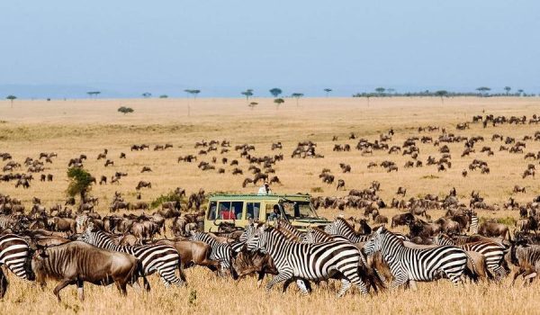 Kenya Tanzania wildebeest Safari