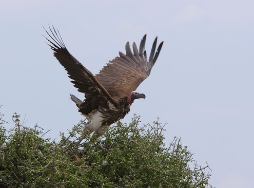 10 days Kenya Birding Safari
