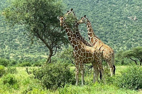 9 days kenya classic safari for senoirs