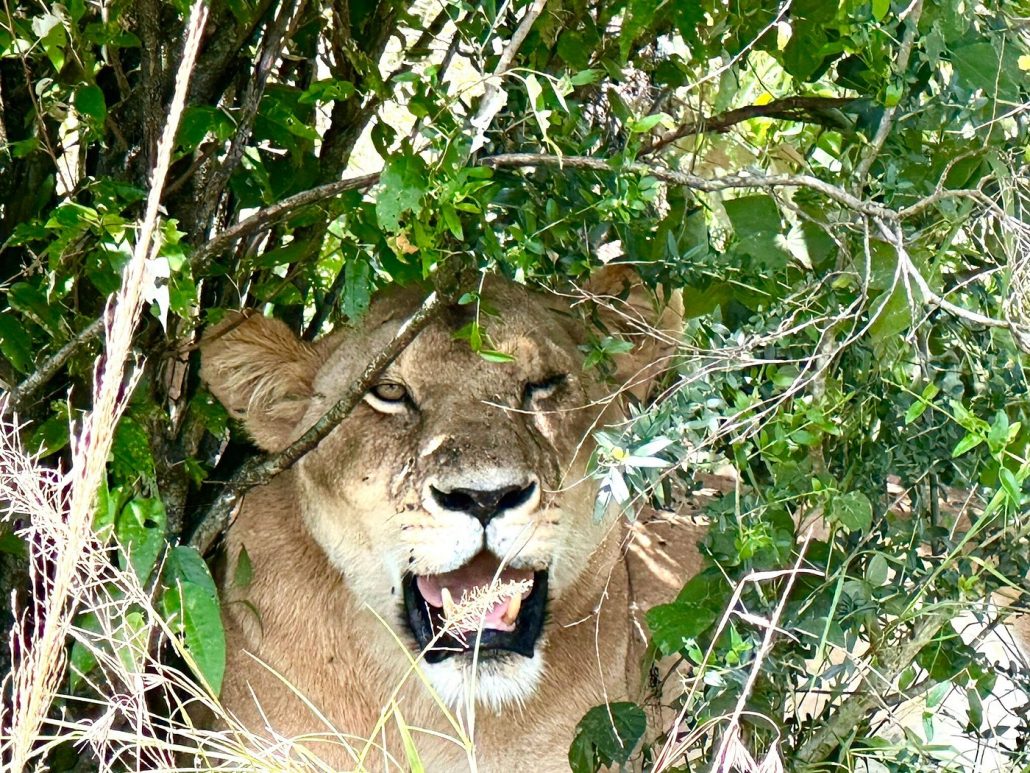 Buffalo Springs National Park