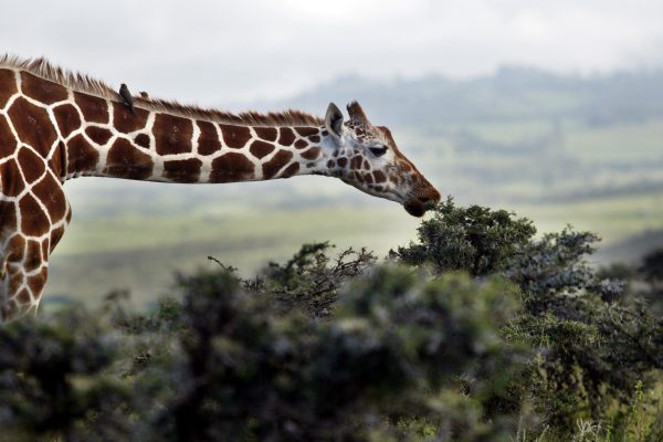 Borana Conservancy - National parks of Kenya