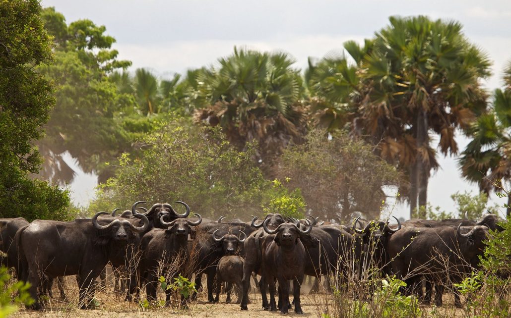 Katavi National Park