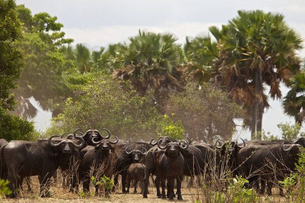 Katavi National Park