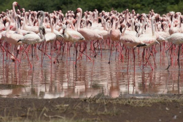 Lake Bogoria National Reserve