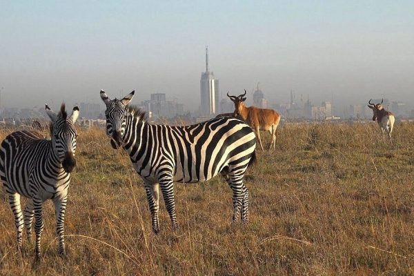 Nairobi National Park