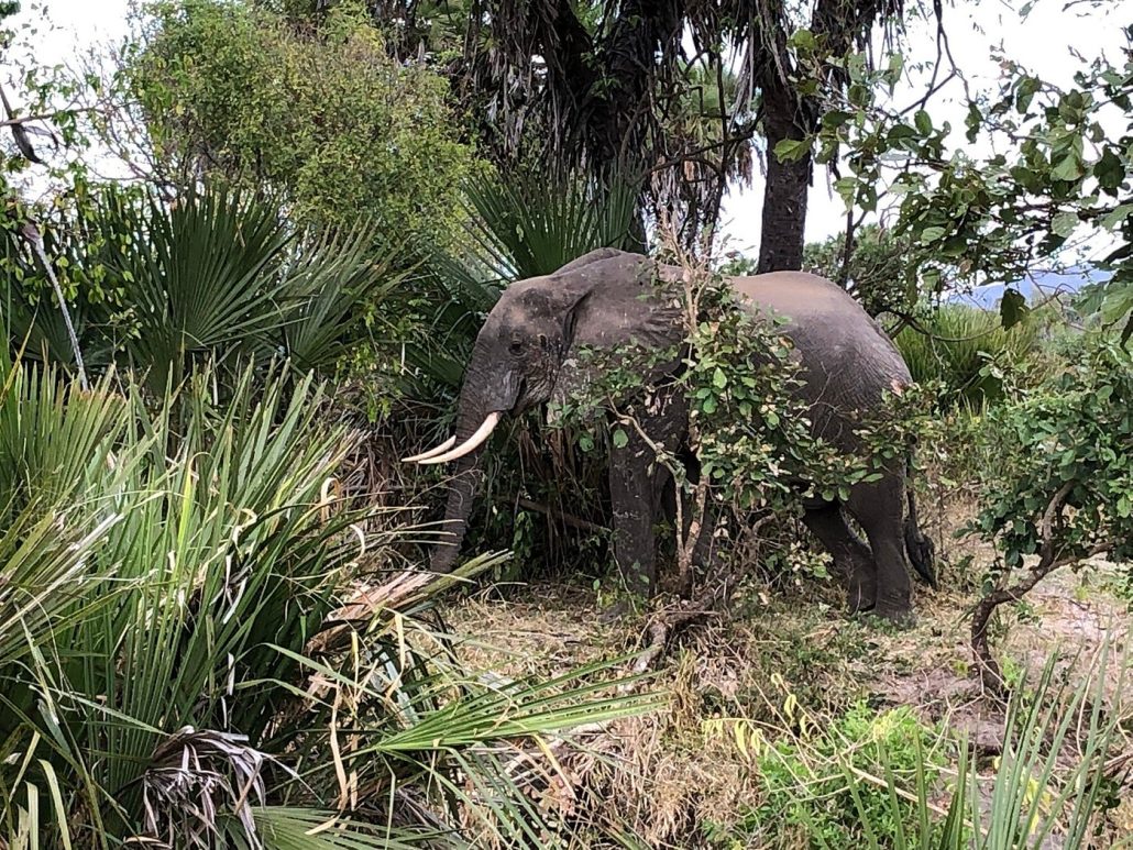 Nyerere National Par-Selous Game Reserve