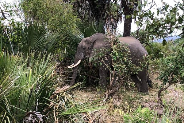 Nyerere National Par-Selous Game Reserve