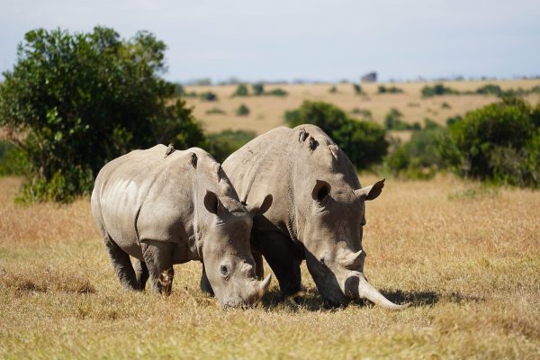 Olpejeta Conservancy