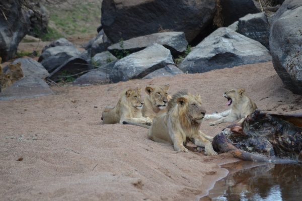 Ruaha National Park