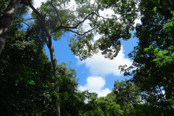 arabuko sokoke forest reserve