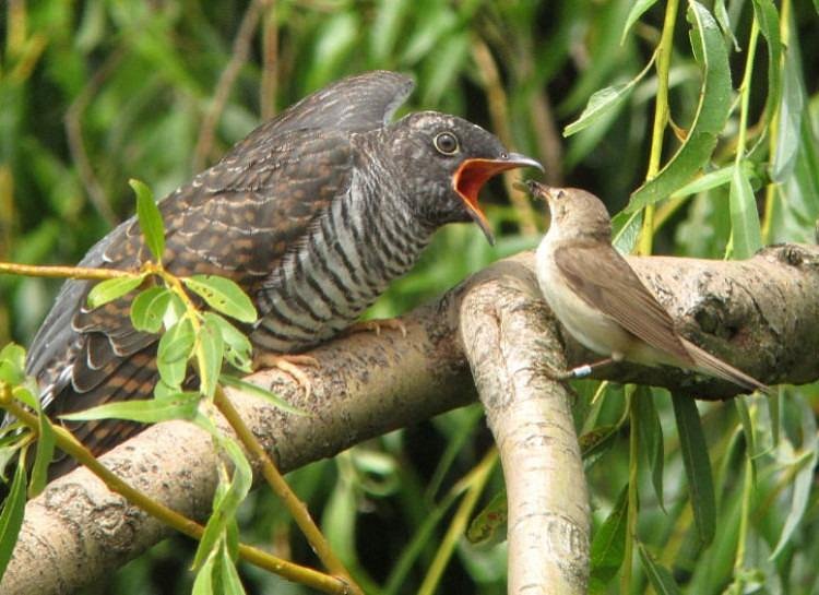 Kakamega Forest