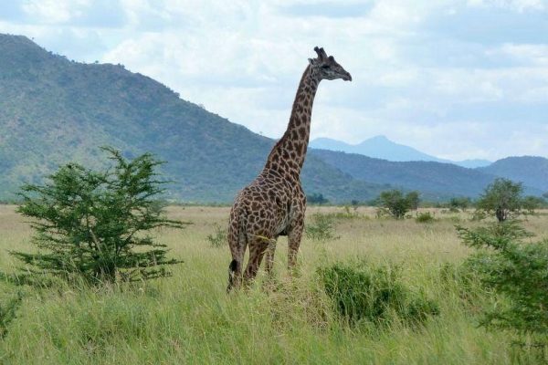 mkomazi National Park