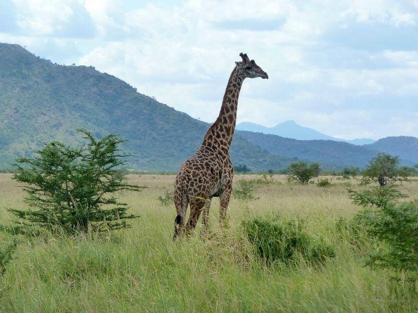 mkomazi National Park