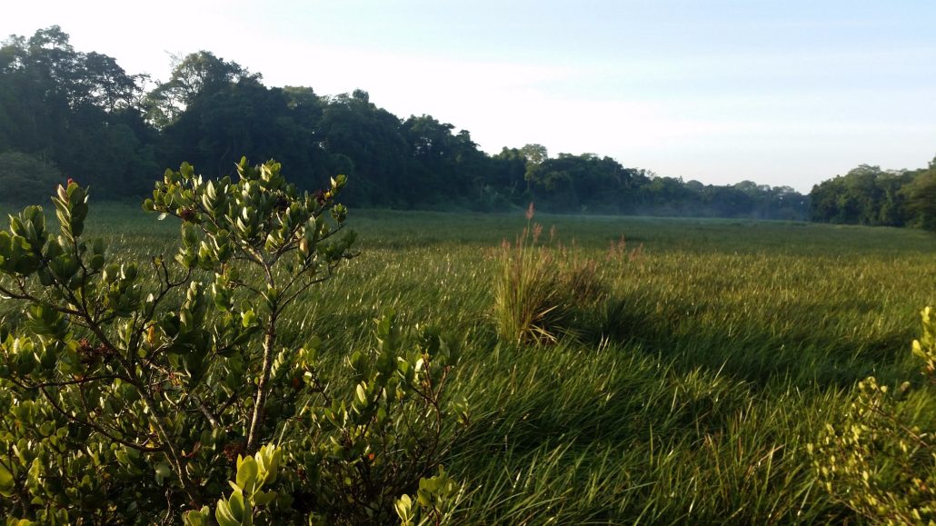 Saiwa Swamp National Reserve