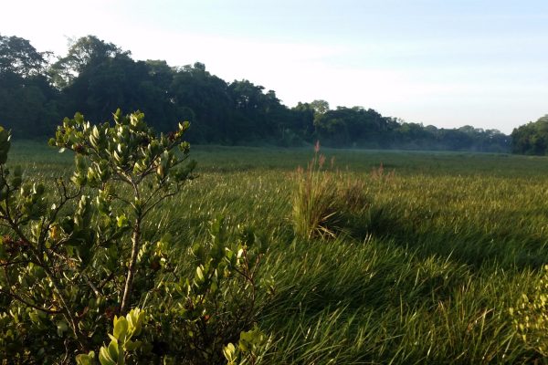 Saiwa Swamp National Reserve