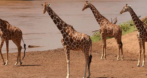 Samburu National Reserve