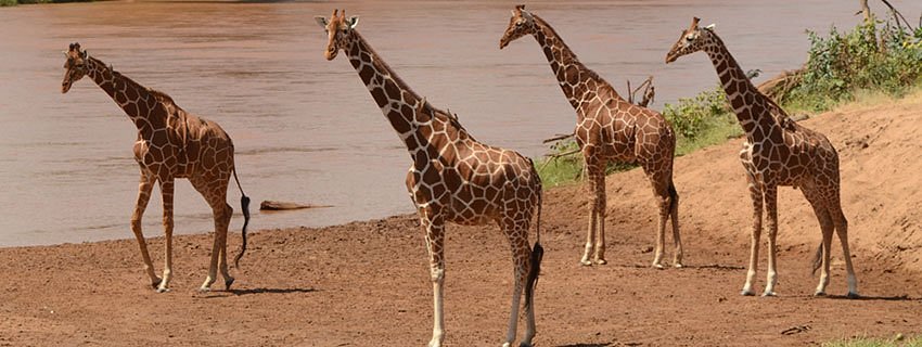 Samburu National Reserve