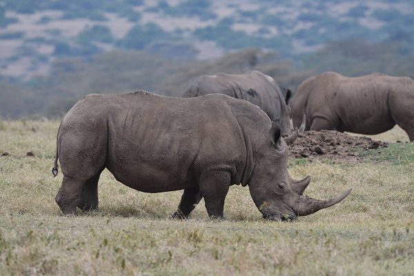 Soli Ranch Or game reserve