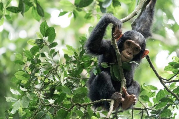 Chimpanzee Trekking In Kibale Forest national Park