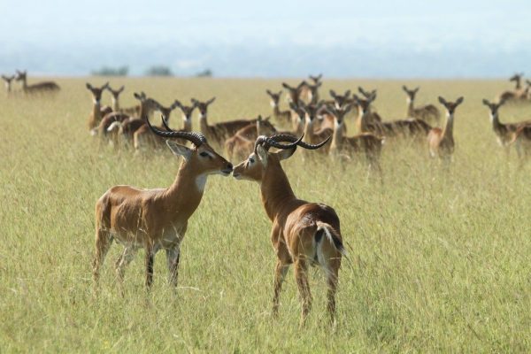 Kwaboya Wildlife Game Reserve