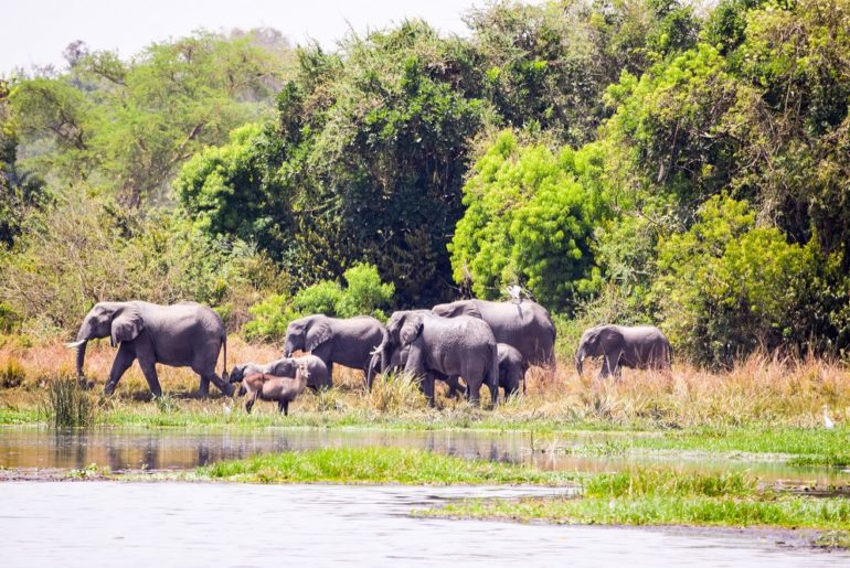 Karuma Wildlife Reserve