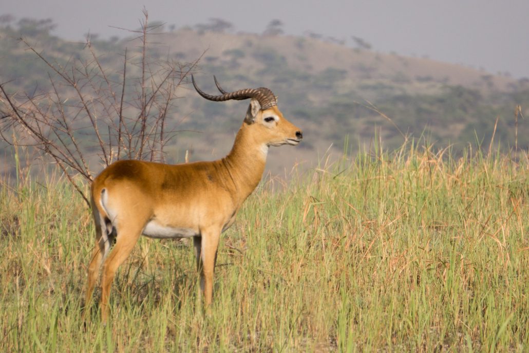 Katonga wildlife Game Reserve