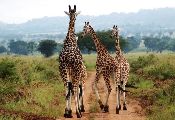 Kidepo valley national Park