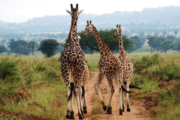 Kidepo valley national Park