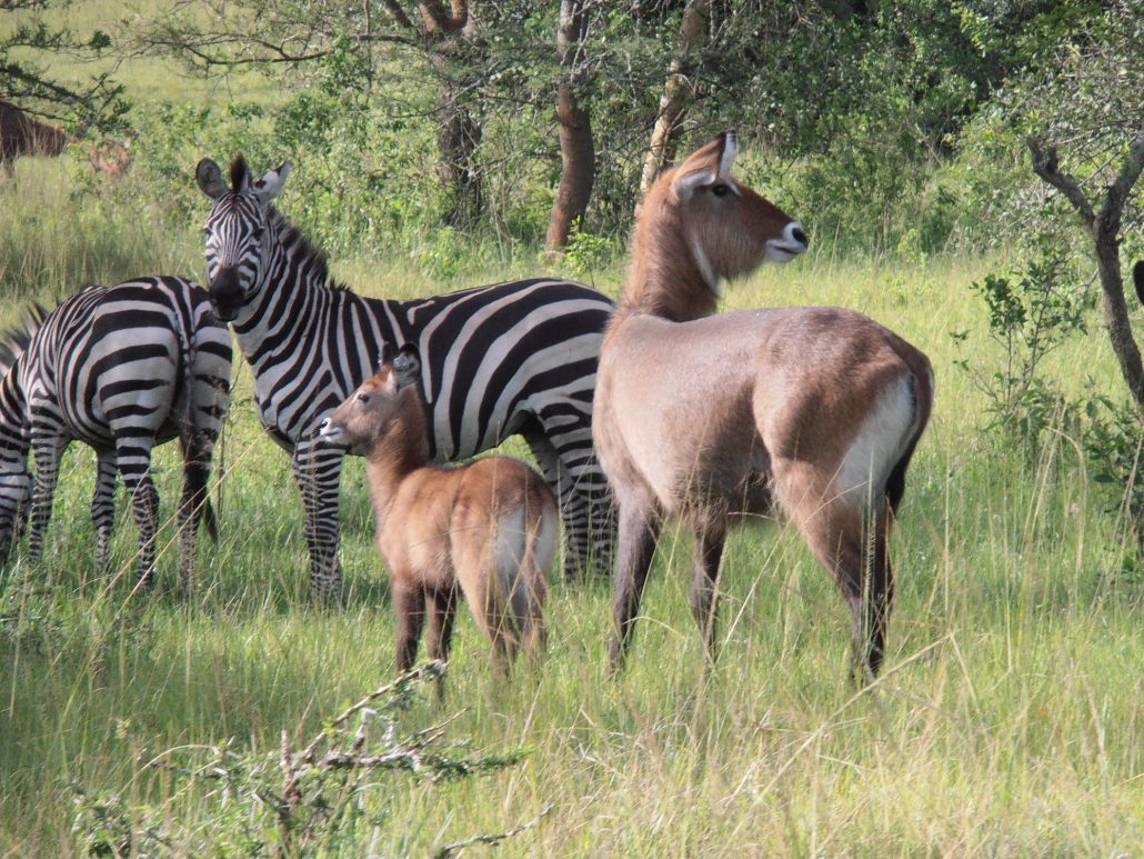 Lake mburo national Park