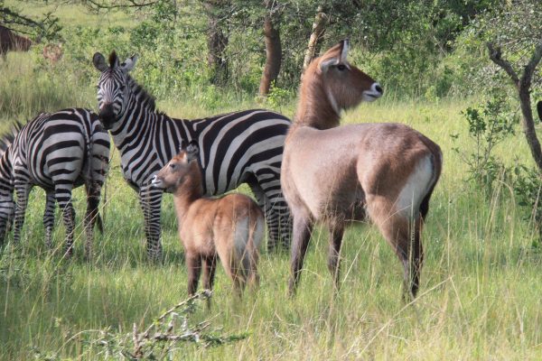 Lake mburo national Park