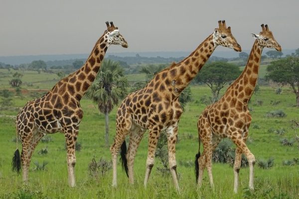 Pian Upe Wildlife Reserve Giraffes