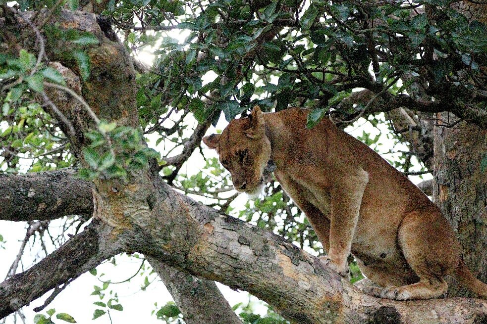 Queen Elizabeth National Park Uganda Safaris