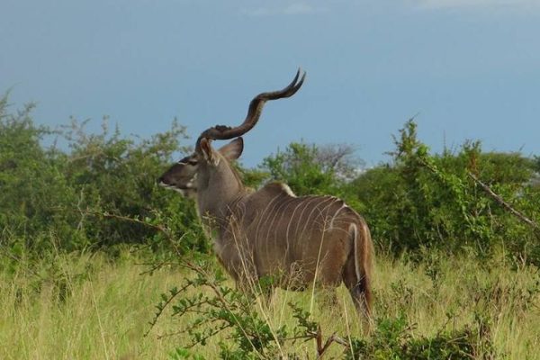 Ruaha National Park