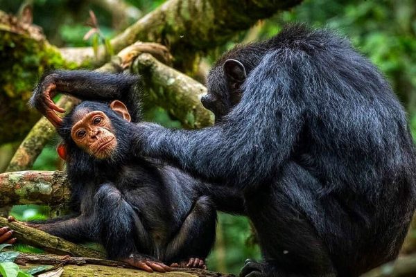 Chimpanzee trekking in Budongo Forest