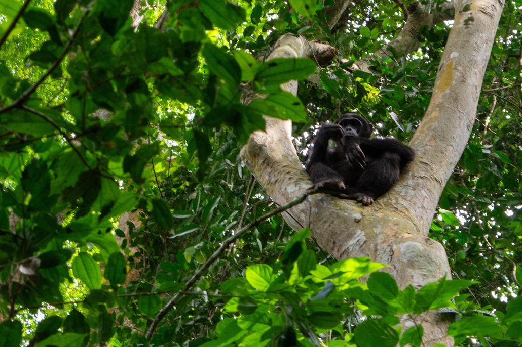 Budongo Forest Chimpanzee Trekking